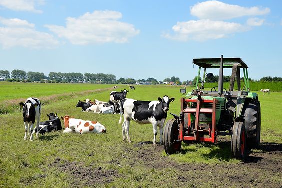 Kühe und Traktor auf dem Feld